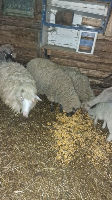 Berbeci si oi cu miei de vânzare