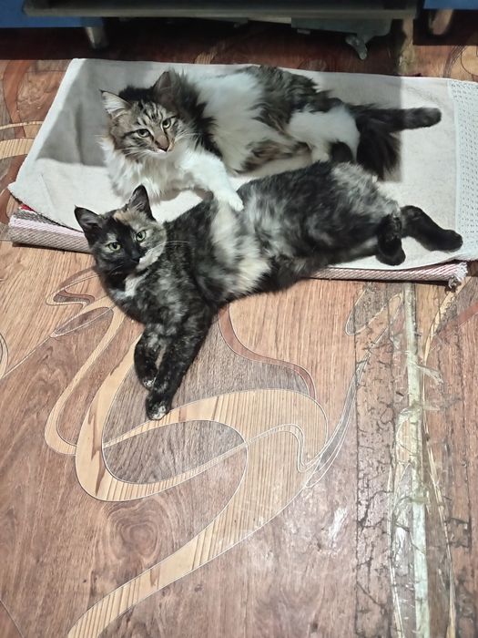 Отдам в хорошие ручки 2 котеков и 3  кошечик.