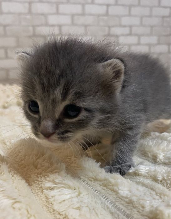 Продам котика в добрые руки