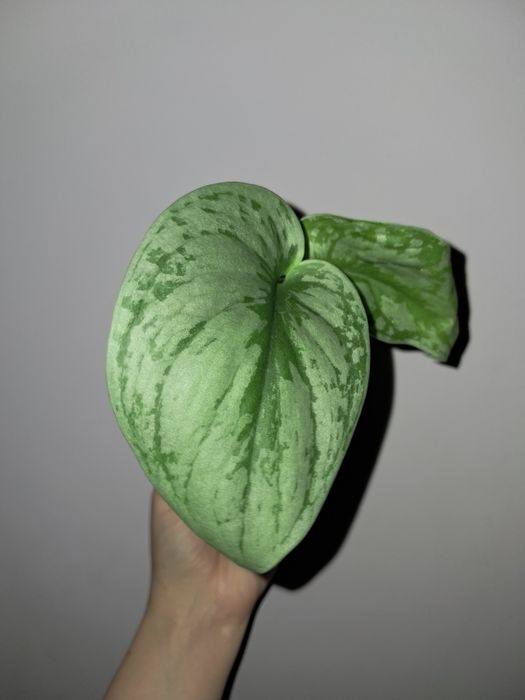 Сциндапсус серебристый