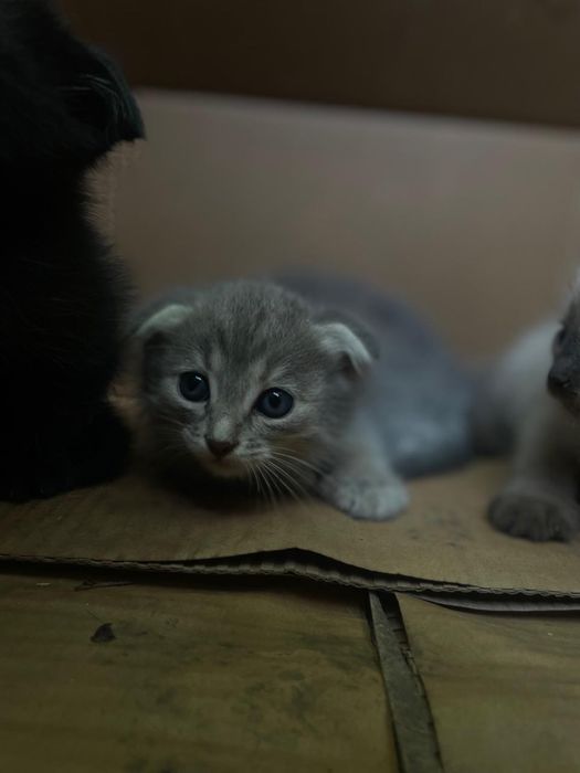 Отдам котят (вислоухие)