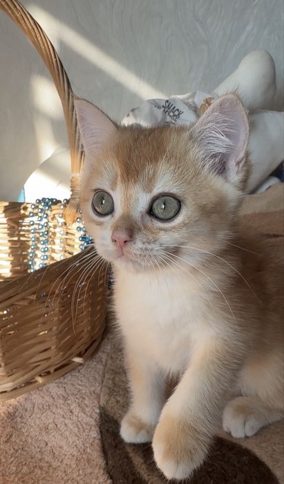 золотая  шиншилла  шоу класса