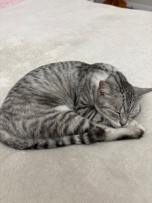 Пропала кошка в микрорайоне Тастыбулак