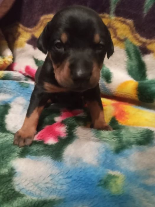 Продам щенка добермана