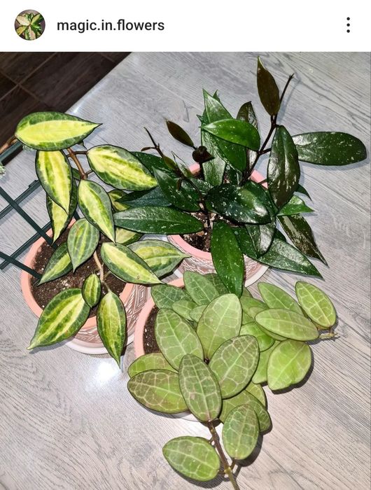 Продам Хойи срезами