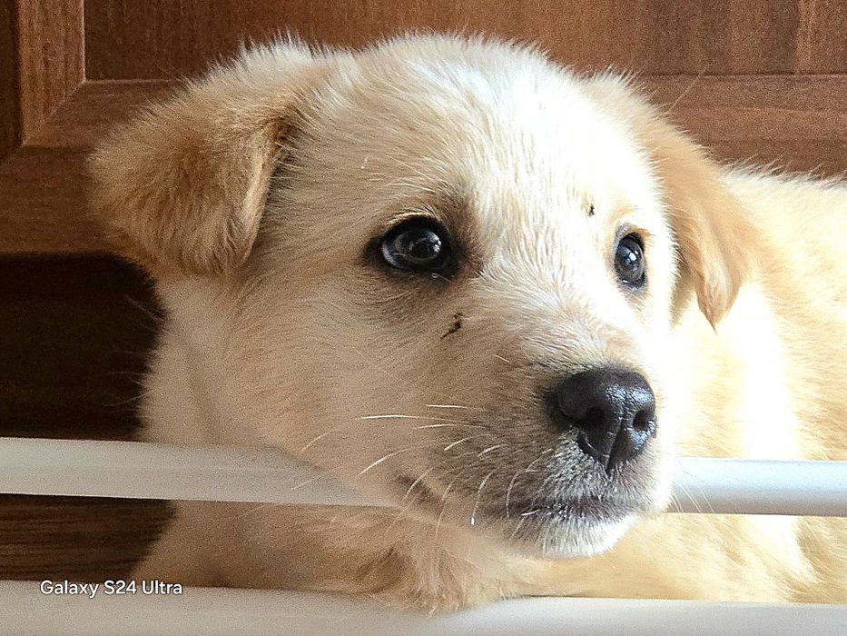 Золотые медвежатки