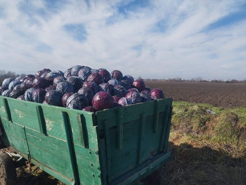 Продавам Червено Зеле!
