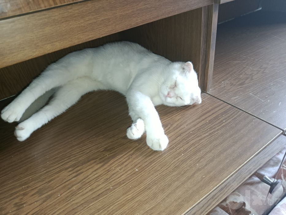Продам кота шотландский породы