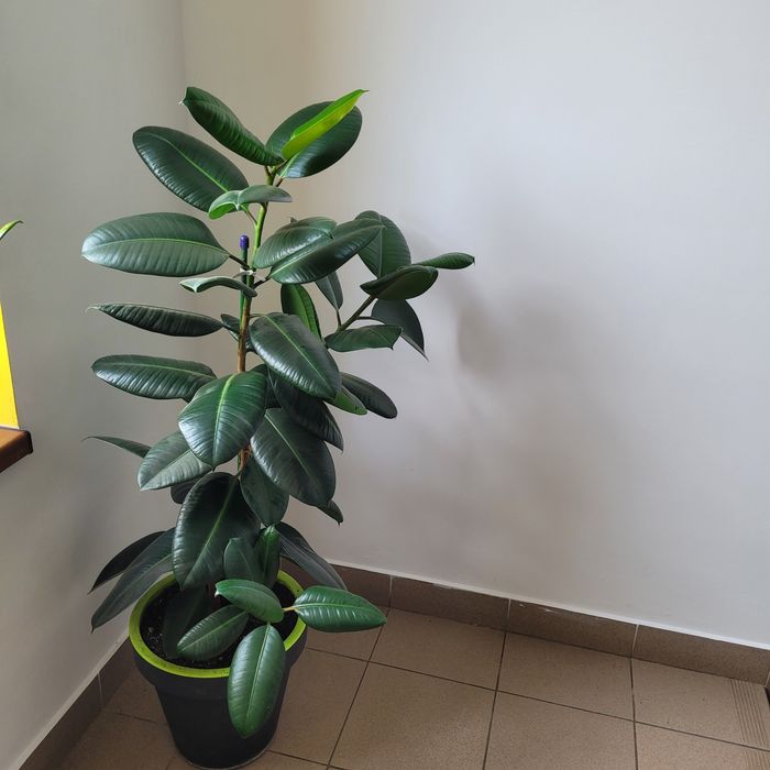 Ficus sanatos si frumos!