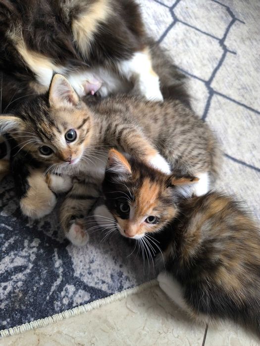 Отдам даром котят
