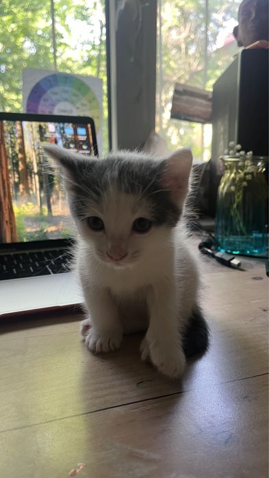 Котенок 2 месяца