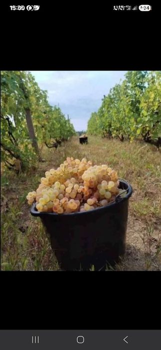 Livrez struguri pentru vin la domiciliu clientului cu transport gratis pentru detalii sunati la nr de tel 0727430117 
Avem toate soiurile