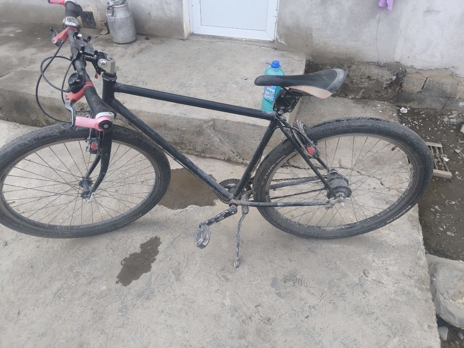 Velik bigbul amerikaniski