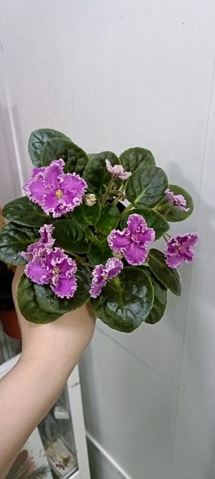 Фиалка:4000 тенге