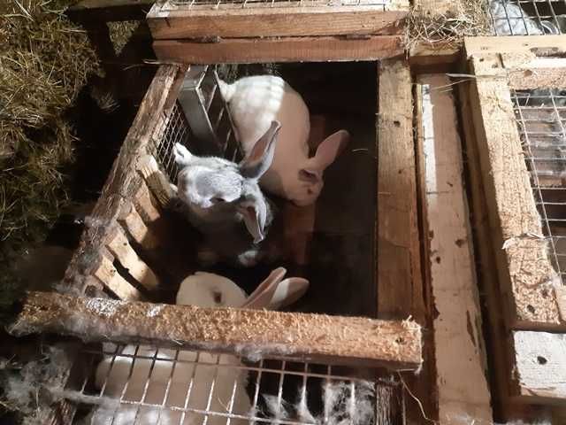 продам кроликов молодняк