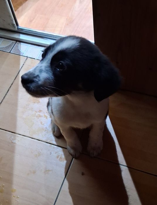 Donez catei mascul si femela