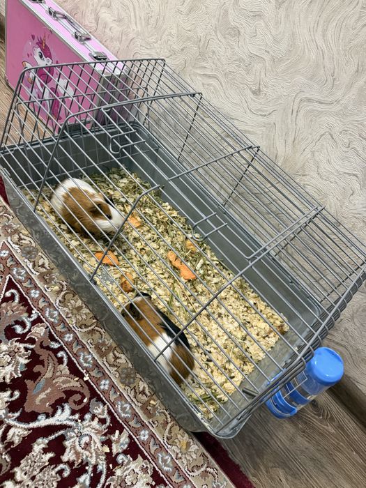 Продам морских свинок