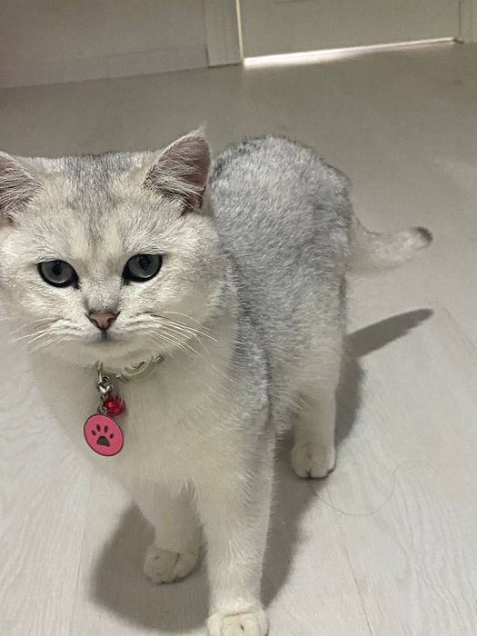 Шотландский Серебристая Шиншила