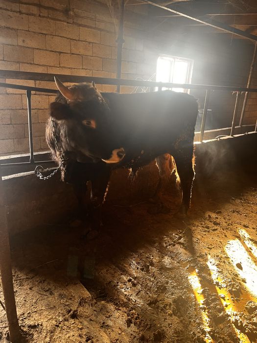 Продам быка бычка