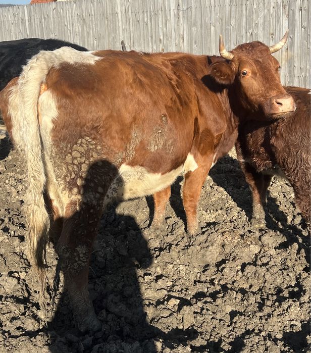 Vand/schimb vaci gestante