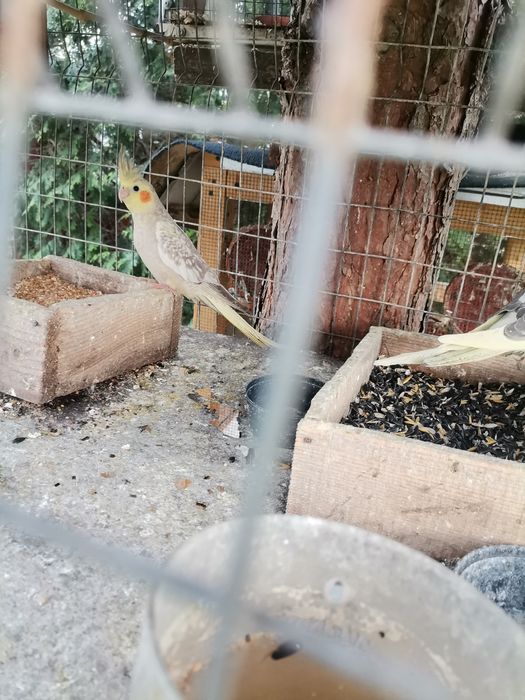 Vând ninfe de anul asta