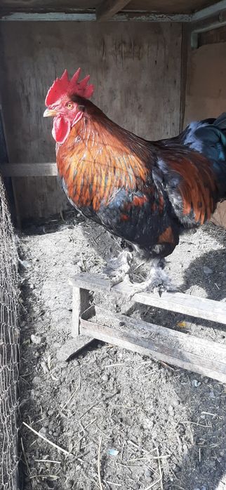 Әтеш,  қораз. Петухи