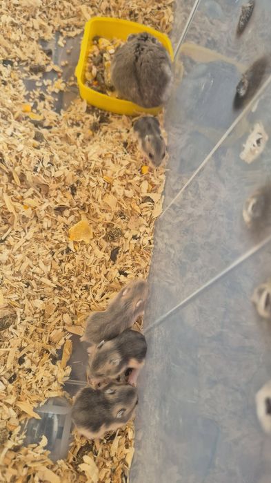 Donez Hamsteri .