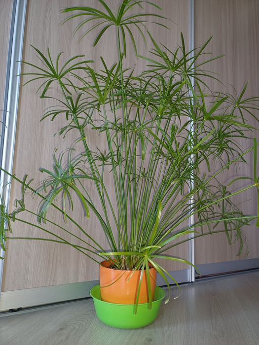 Циперус комнатное растение