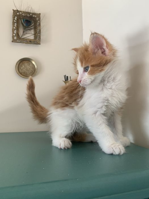 малышки мейнкун (девочки ) с родословными