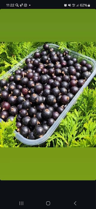 Продам домашную смородину
