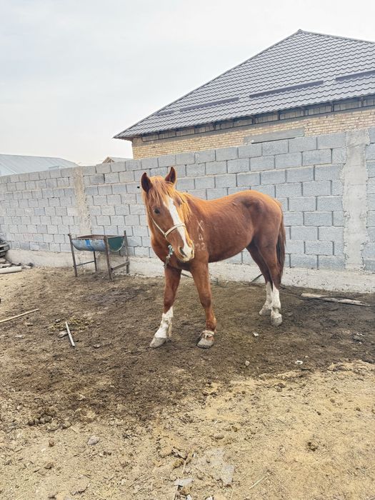 Көкпар аттың баласы сатылады