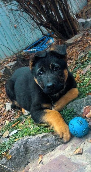 Продам щенка овчарку