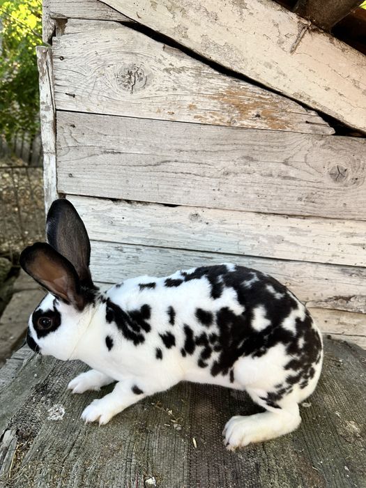 Iepuri rex dalmatian