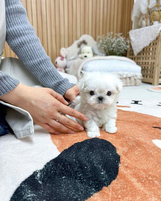 Bichon maltez mini toy