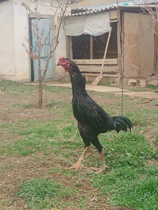 Дакан шоже кораз