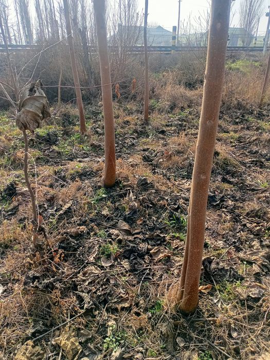 Павловния быстро растущее дерево