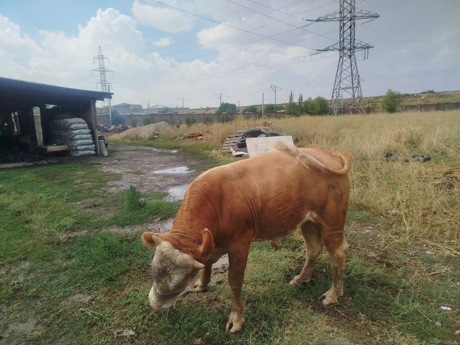 Бұқа атвас парода