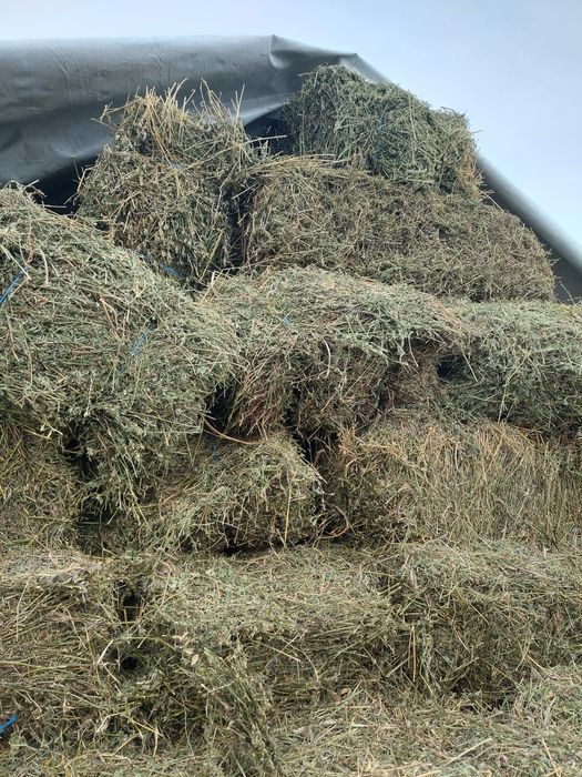 Baloti lucernă de vanzare