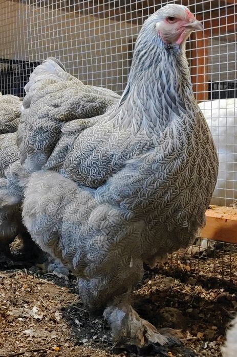 Vând ouă pentru incubat Brahma HI, BSO , Potarnichiu