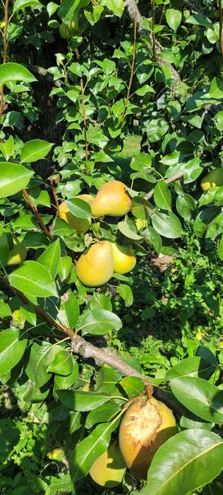 Pere "Margareta" - pentru masa si pentru industrie