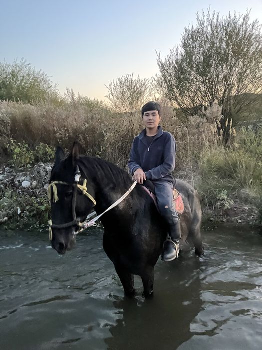 Айғыр 7 жасар Сатылады