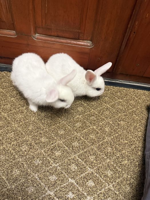 Quyon karlik, қуён карлик, кролик карлик