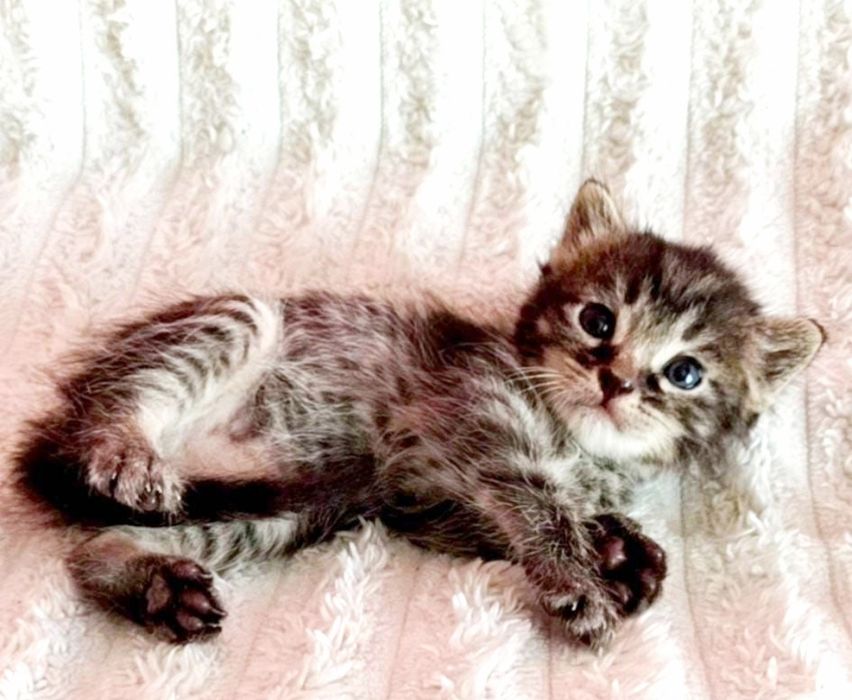 КоТикИ и КоШечКи ждуТ любящих хозяев :