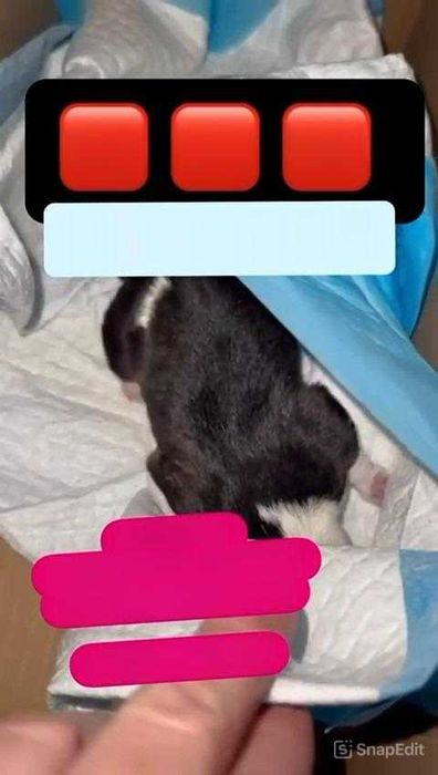 Найден новорожденный щенок. Срочно нужна кормящая собака или кошка!