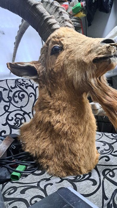 Чучело Горного козла