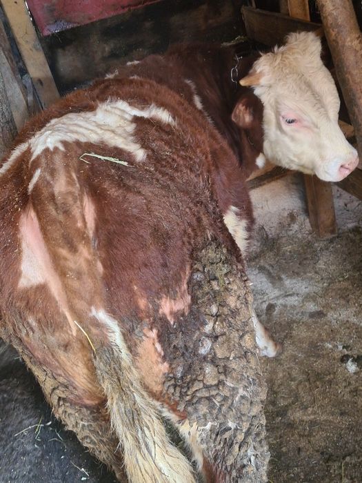 Un tauras 10 luni frumos mâncăcios baltat din vaca foarte mare bun  sa