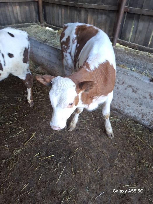 Vand vitele bălțate