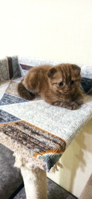Добрые породистые котята