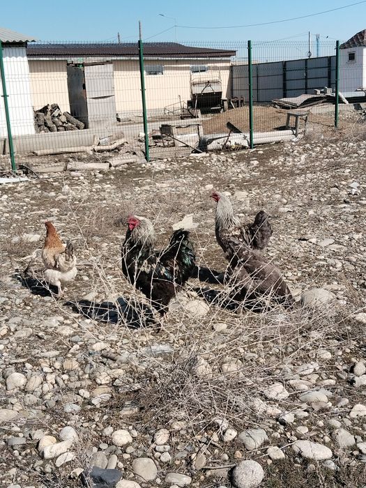 Әтеш петух продам