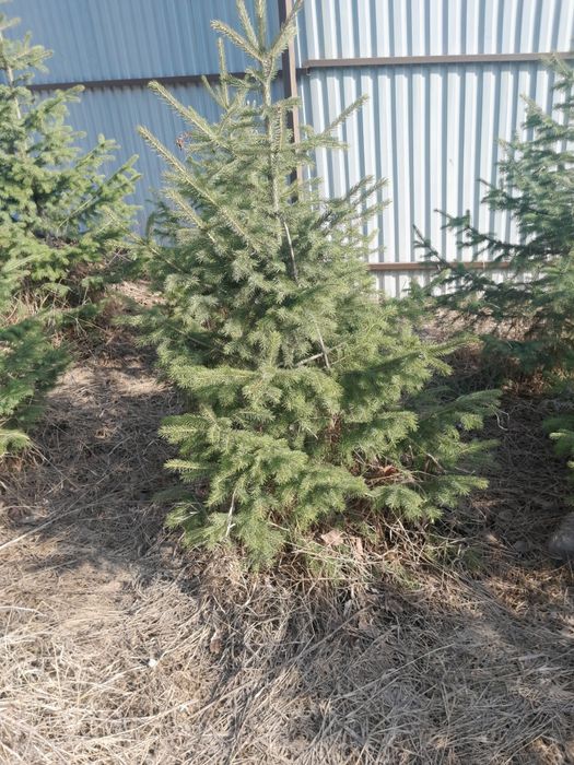 Продам  ёлки      тяньшанка